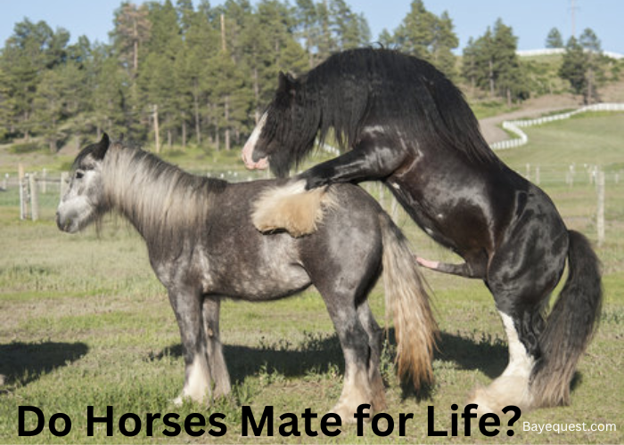 Do Horses Mate for Life?