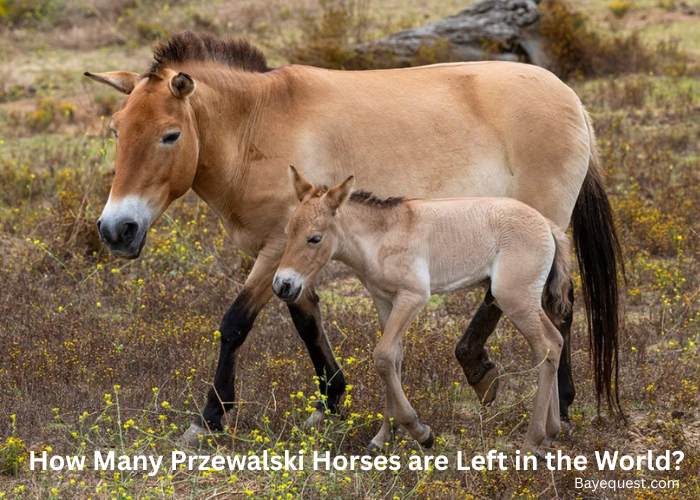 How Many Przewalski Horses Are Left in the World?