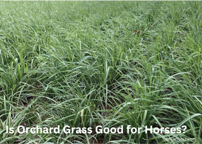 Is Orchard Grass Good For Horses?