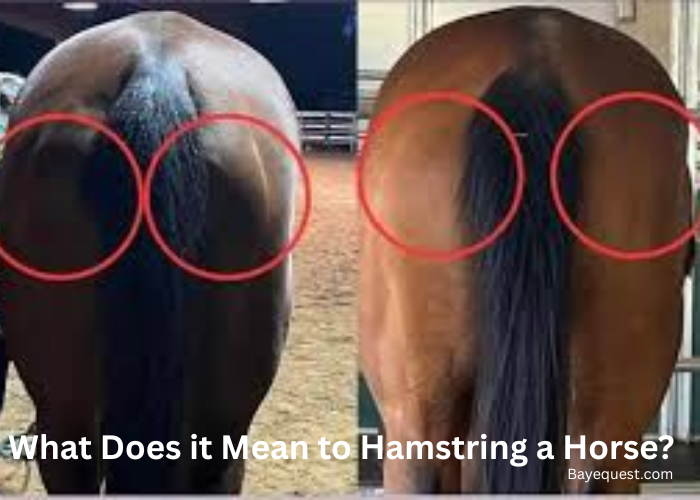 What Does It Mean to Hamstring a Horse