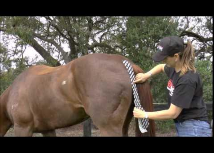 What Does It Mean to Hamstring a Horse?