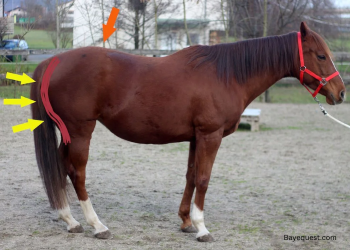 What Does It Mean to Hamstring a Horse?