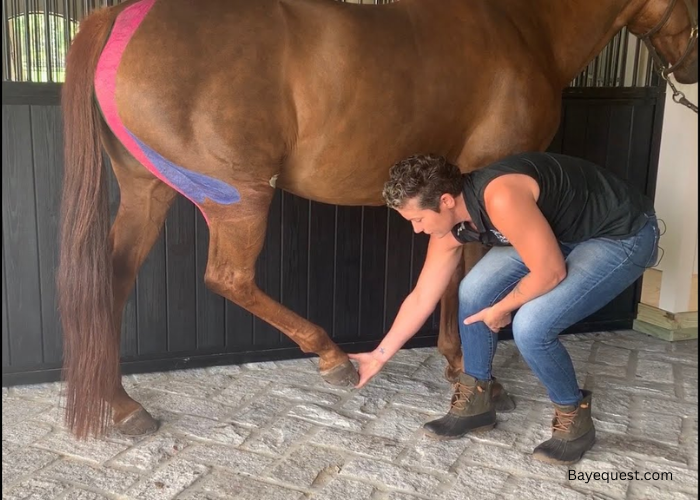 What Does It Mean to Hamstring a Horse?