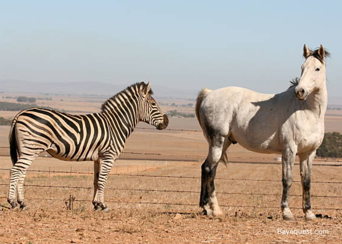 Are Zebras Horses?