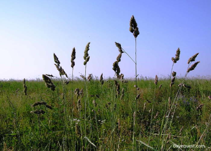 Is Orchard Grass Good For Horses?