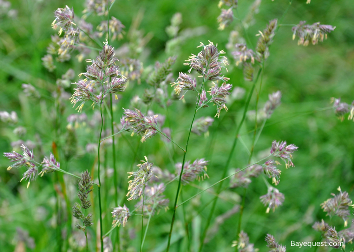 Is Orchard Grass Good For Horses?