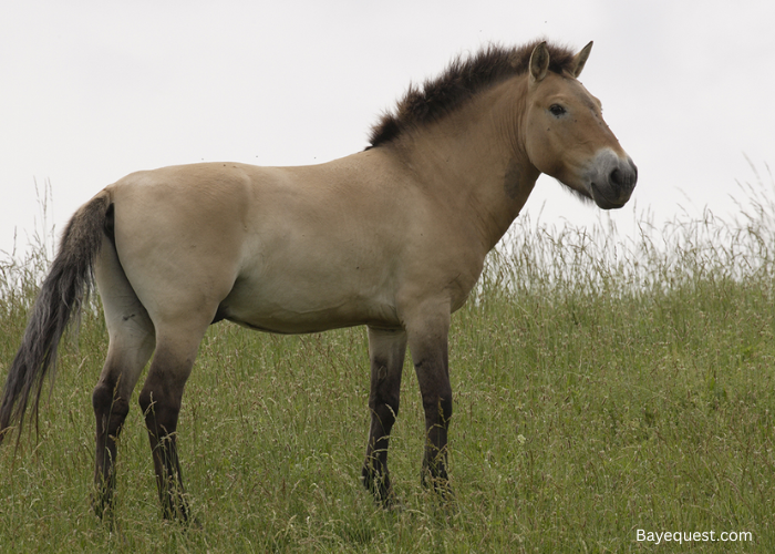 How Many Przewalski Horses Are Left in the World?