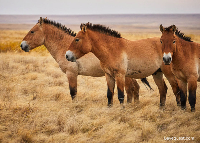 How Many Przewalski Horses Are Left in the World?