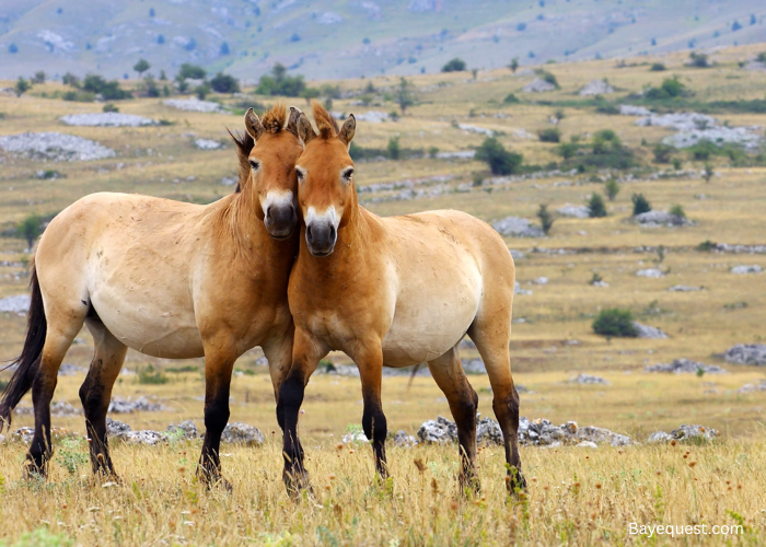 How Many Przewalski Horses Are Left in the World?