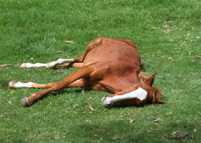 How Long Can a Horse Lay Down Before It Dies?