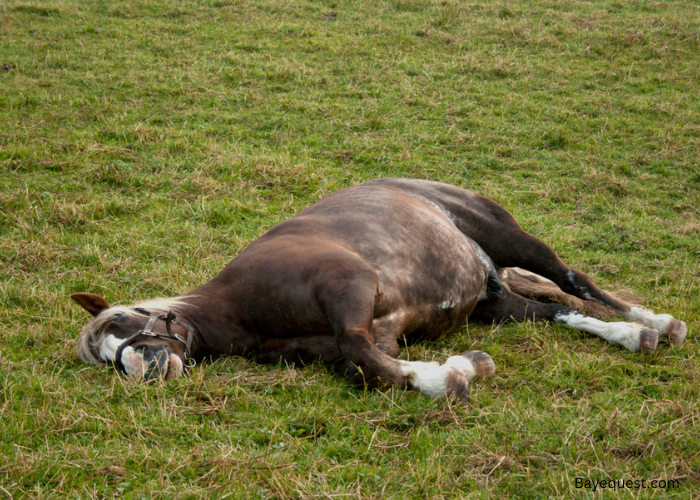 How Long Can a Horse Lay Down Before It Dies?