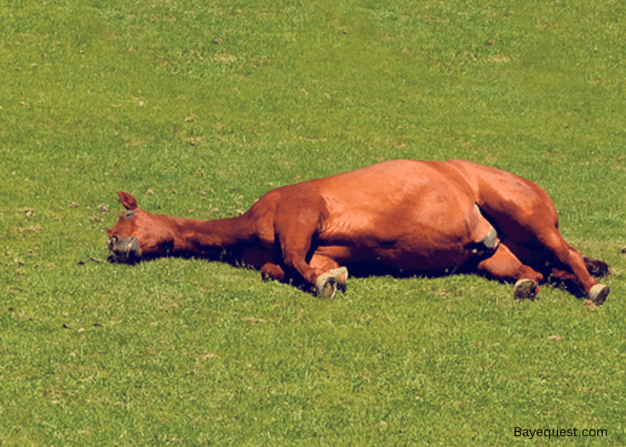 How Long Can a Horse Lay Down Before It Dies?