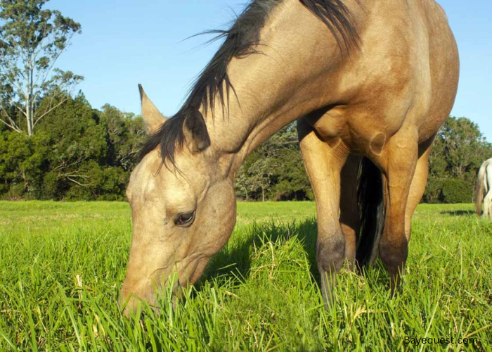 When is Grass Most Dangerous for Horses?