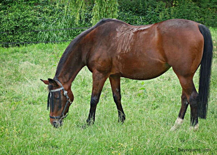When is Grass Most Dangerous for Horses?