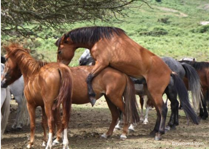 Do Horses Mate for Life?