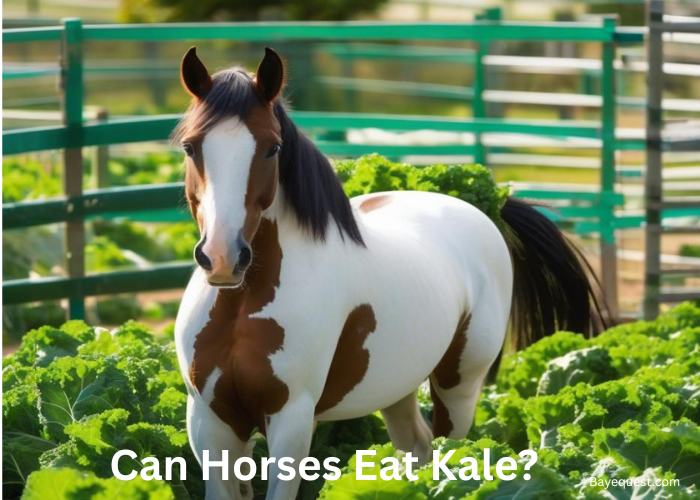 Can Horses Eat Kale?