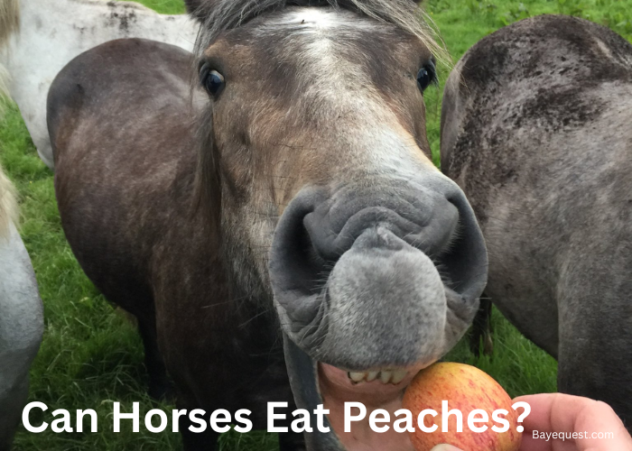 Can Horses Eat Peaches?