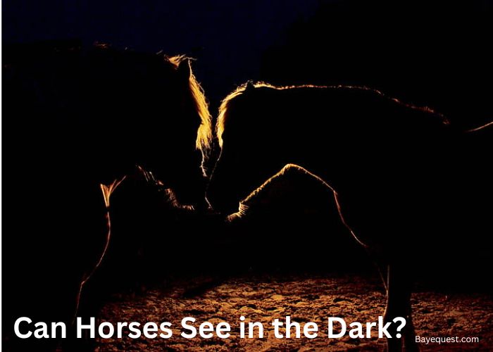 Can Horses See in the Dark?