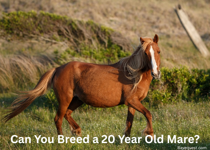 Can You Breed a 20 Year Old Mare?