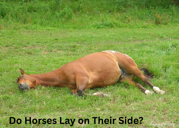 Do Horses Lay on Their Side?