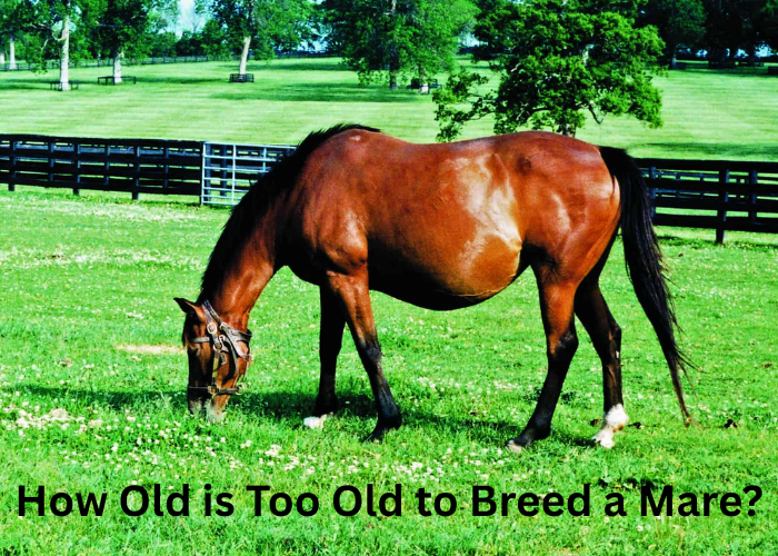 How Old Is Too Old to Breed a Mare?