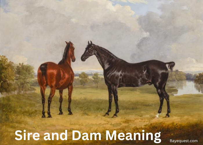 Sire and Dam Meaning