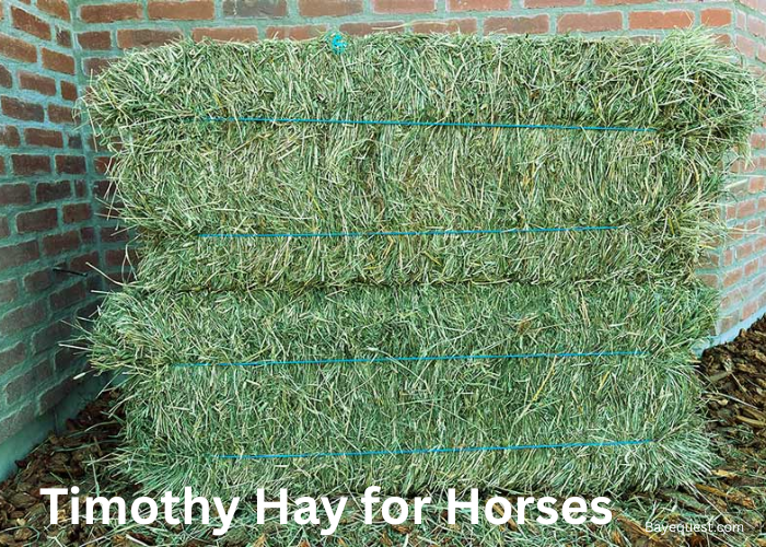 Timothy Hay for Horses