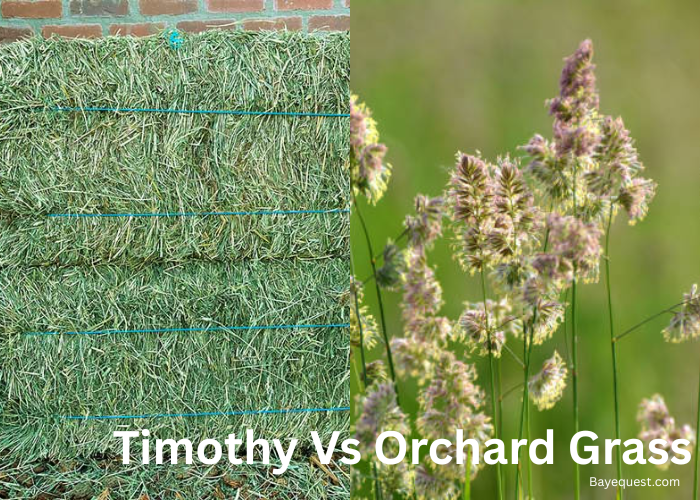 Timothy Vs Orchard Hay