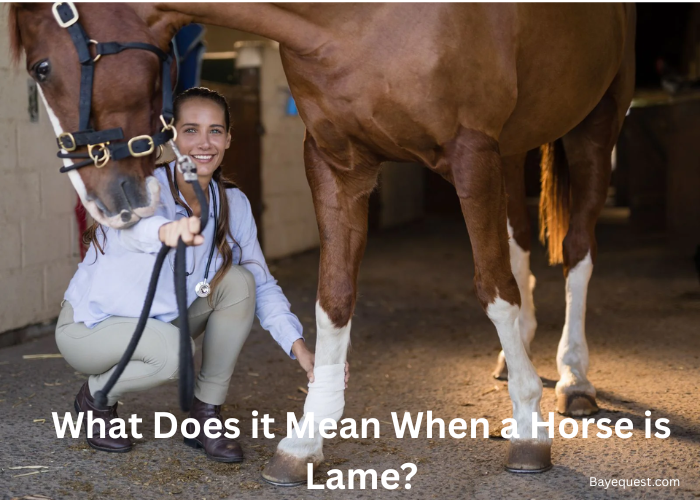 What Does It Mean When a Horse Is Lame?