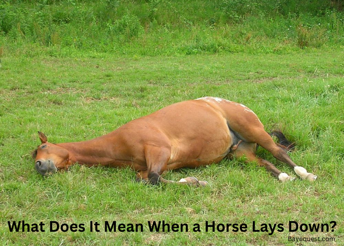What Does It Mean When a Horse Lays Down?
