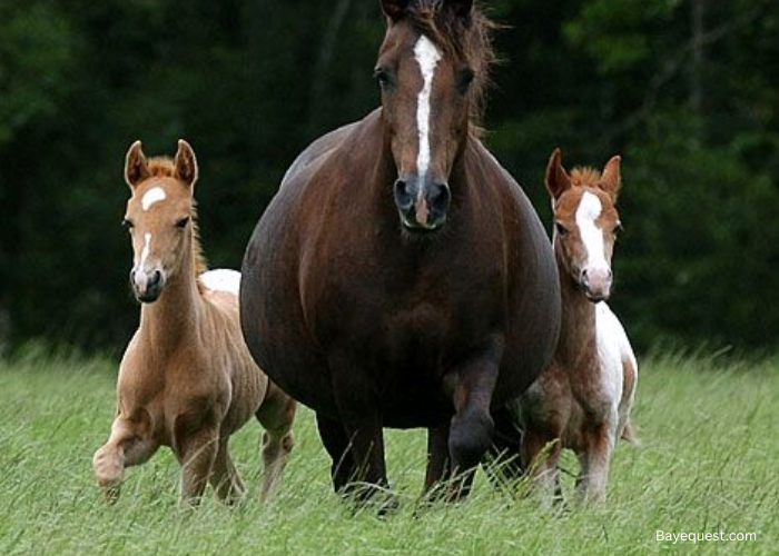 Can Horses Have Twins