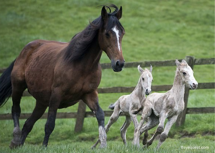 Can Horses Have Twins