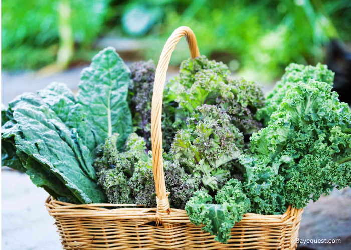 Can Horses Eat Kale?