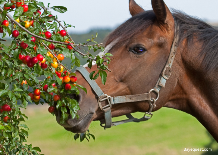 Can Horses Eat Peaches?