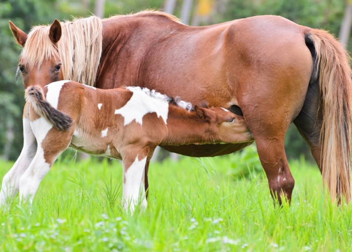 How Old Is Too Old to Breed a Mare?