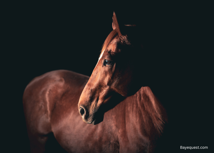 Can Horses See in the Dark?