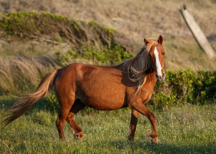How Old Is Too Old to Breed a Mare?
