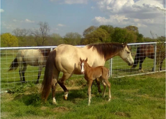 Can You Breed a 20 Year Old Mare?
