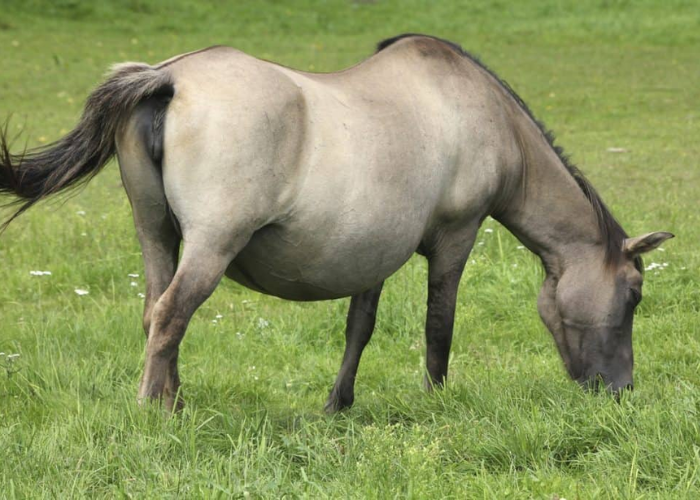 Can You Breed a 20 Year Old Mare?