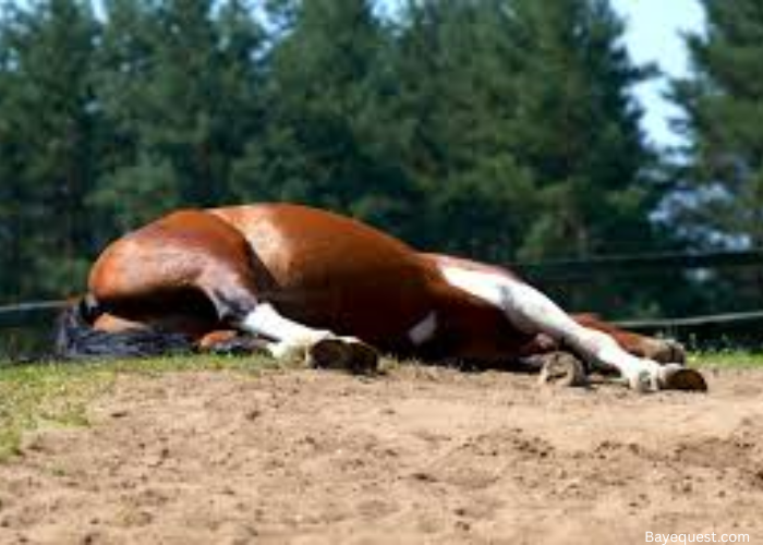 Do Horses Lay on Their Side?