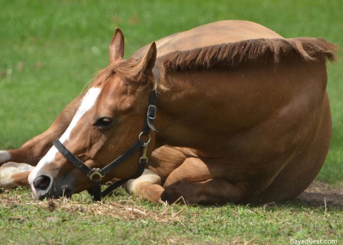 Do Horses Lay on Their Side?