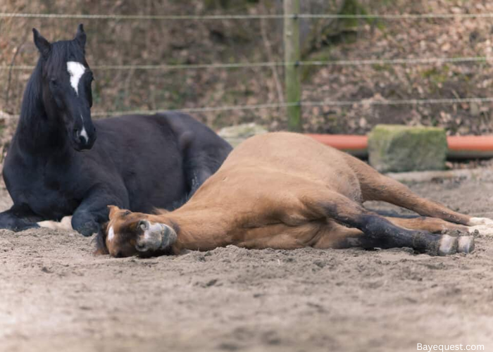 Do Horses Lay on Their Side?