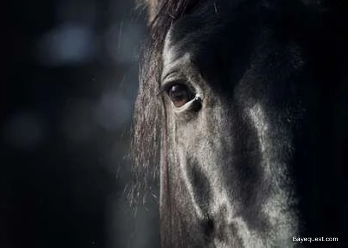 Can Horses See in the Dark?