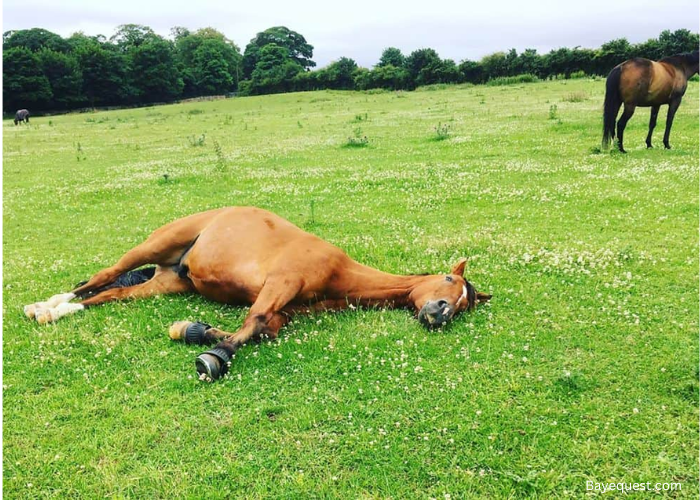 What Does It Mean When a Horse Lays Down?