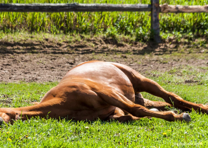What Does It Mean When a Horse Lays Down?