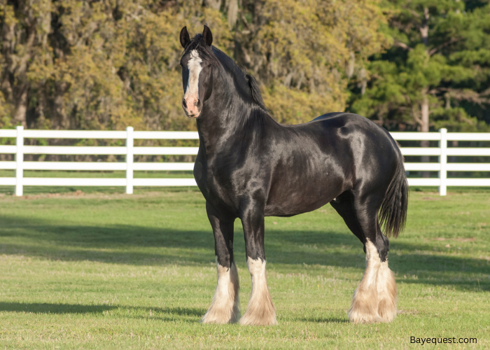 Sire and Dam Meaning