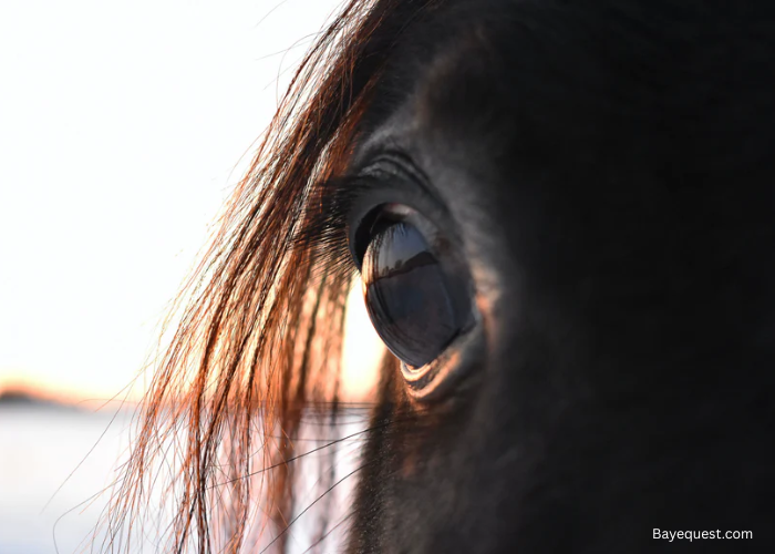 Can Horses See in the Dark?