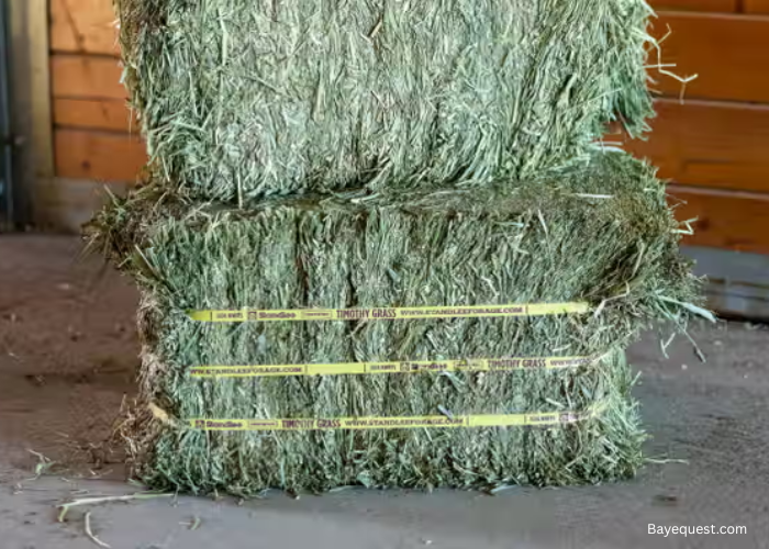 Timothy Hay for Horses