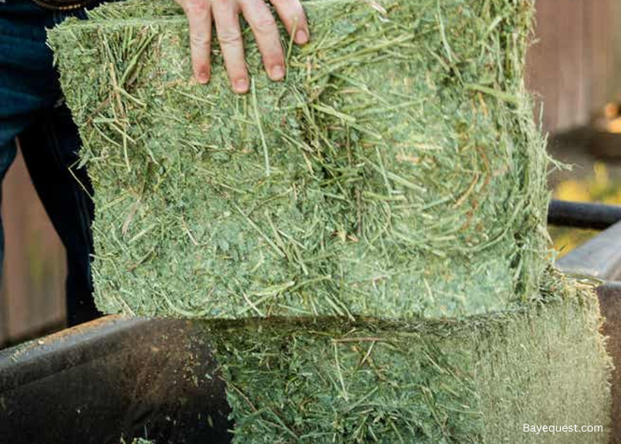 Timothy Hay for Horses