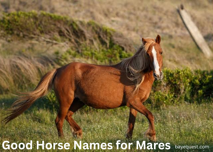 Good Horse Names for Mares